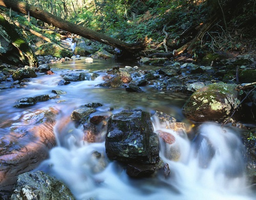 Dunfield Creek, Delaware Water Gap National Recreation Area, Warren County, NJ (MF).jpg